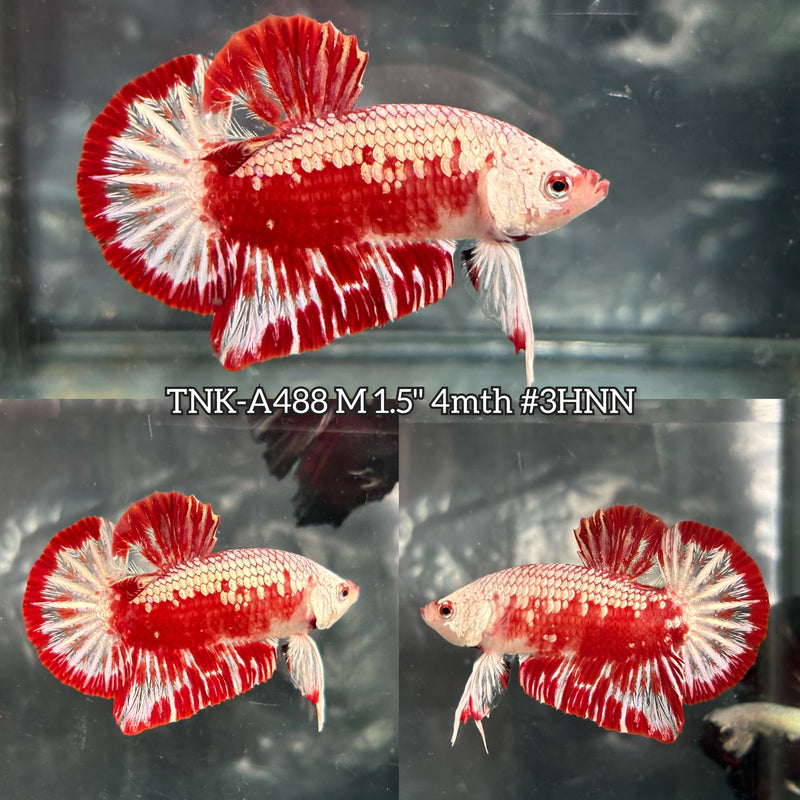 Live Male Betta Premium Red Samurai Plakat (TNK-A488) High quality what you see what you get!!
