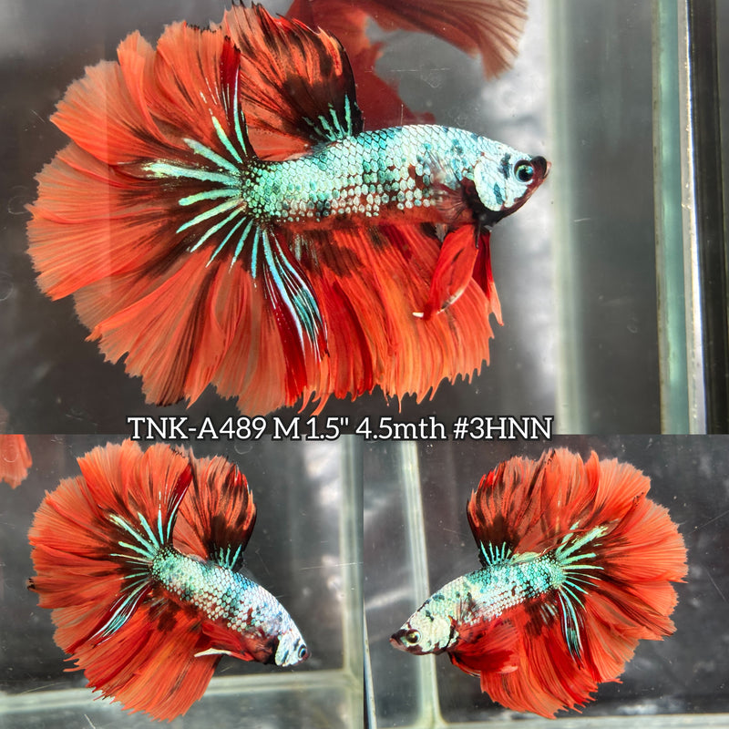 Live Male Betta Fancy Marble Halfmoon Rosetail (TNK-A489) High quality what you see what you get!!
