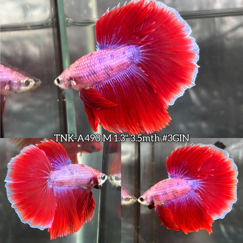 Live Male Betta Red Pink Sweet colors Halfmoon (TNK-A490) High quality what you see what you get!!