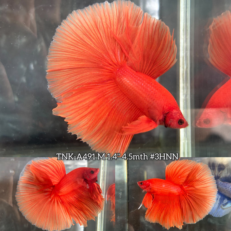 Live Male Betta Super Orange Solid colors Over Halfmoon (TNK-A491) High quality what you see what you get!!