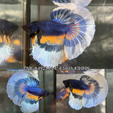 Live Male Betta Blue Yellow Mustard Tri-Colors Over Halfmoon (TNK-A492)S134 High quality what you see what you get!!