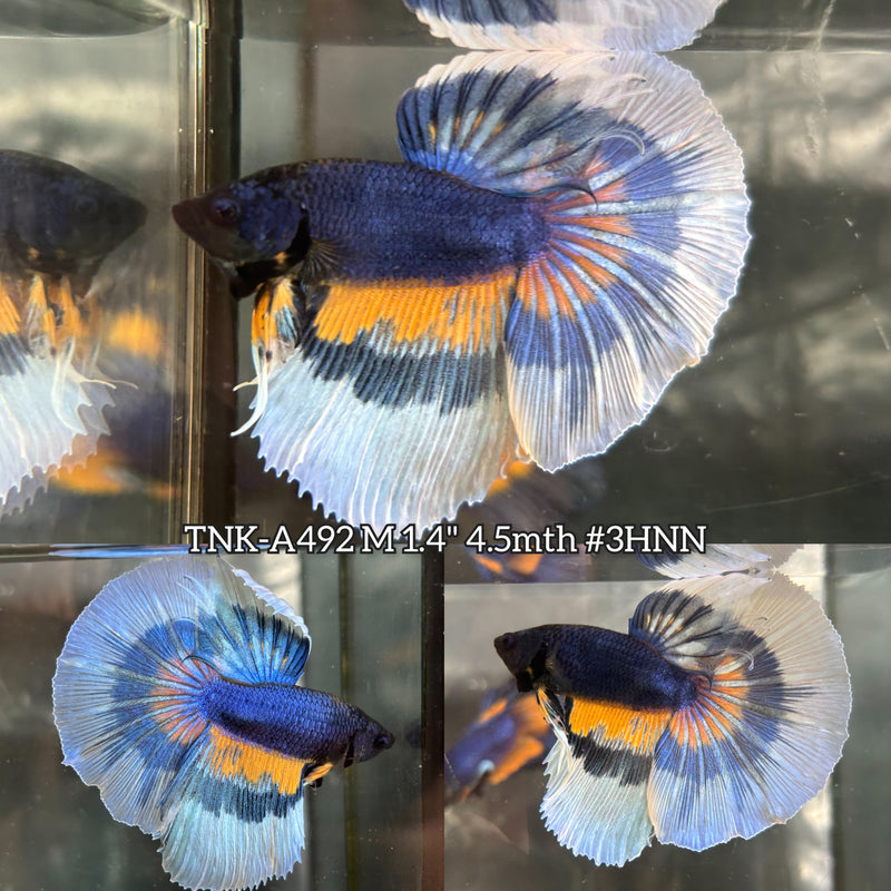 Live Male Betta Blue Yellow Mustard Tri-Colors Over Halfmoon (TNK-A492) High quality what you see what you get!!