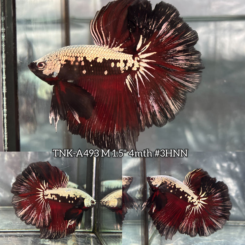 Live Male Betta Red Black Samurai Over Halfmoon (TNK-A493) High quality what you see what you get!!