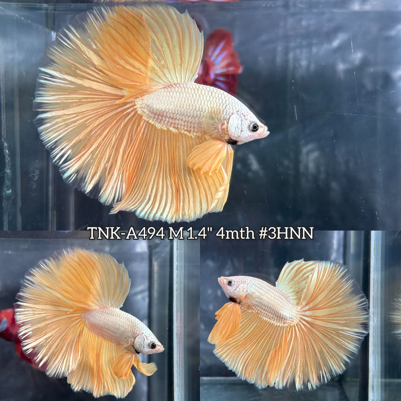 Live Male Betta Gold Dragon Over Halfmoon (TNK-A494) High quality what you see what you get!!