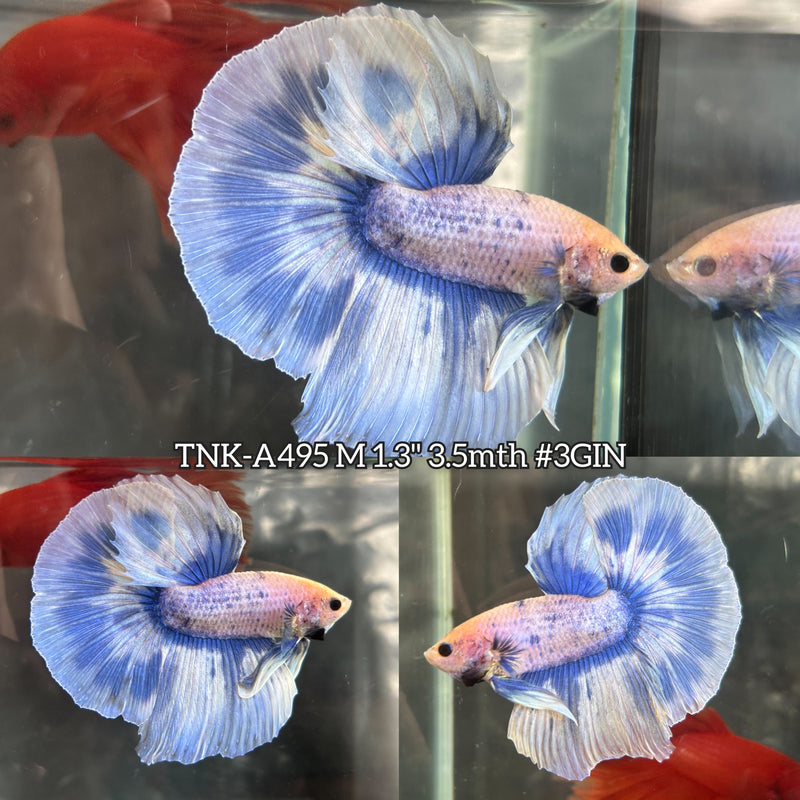 Live Male Betta Blue Grizzle Halfmoon (TNK-A495) High quality what you see what you get!!
