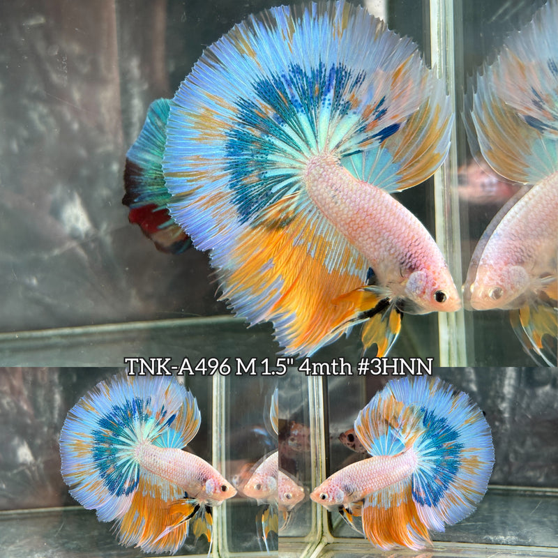 Live Male Betta Fancy Yellow Marble Over Halfmoon (TNK-A496) High quality what you see what you get!!