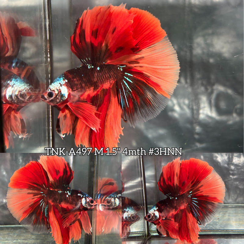 Live Male Betta Black Galaxy Nemo Over Halfmoon (TNK-A497) High quality what you see what you get!!