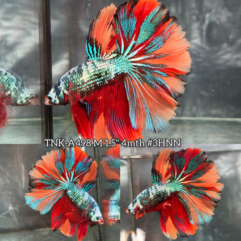 Live Male Betta Candy Marble Over Halfmoon (TNK-A498) High quality what you see what you get!!