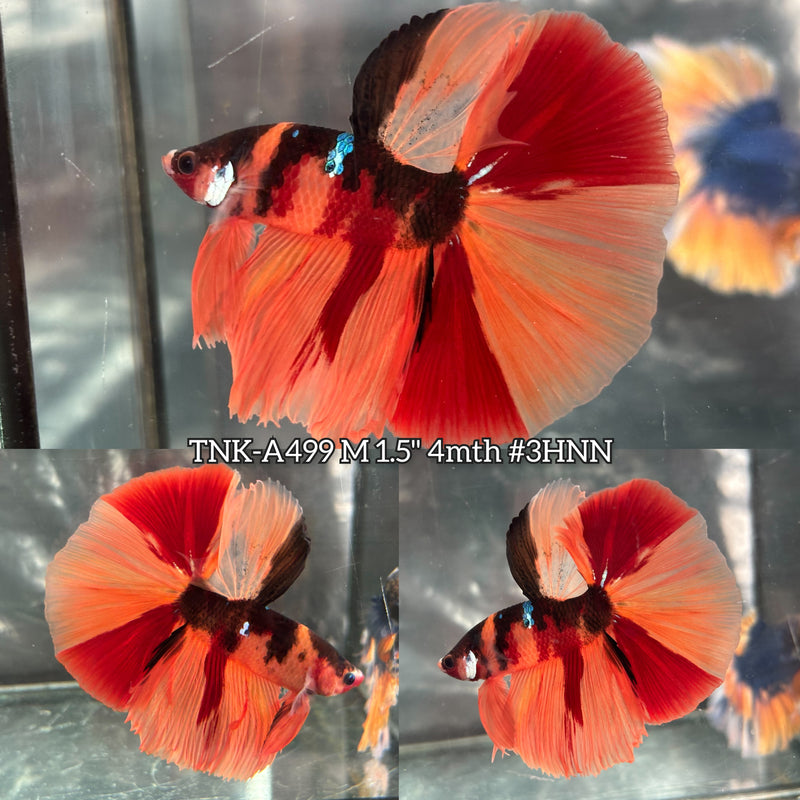 Live Male Betta Premium Classic Nemo Over Halfmoon (TNK-A499) High quality what you see what you get!!