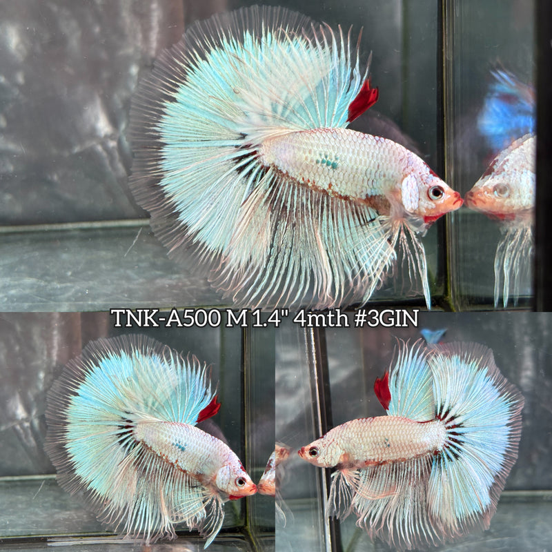 Live Male Betta Unicorn Cello Colors Over Halfmooon (TNK-A500) High quality what you see what you get!!