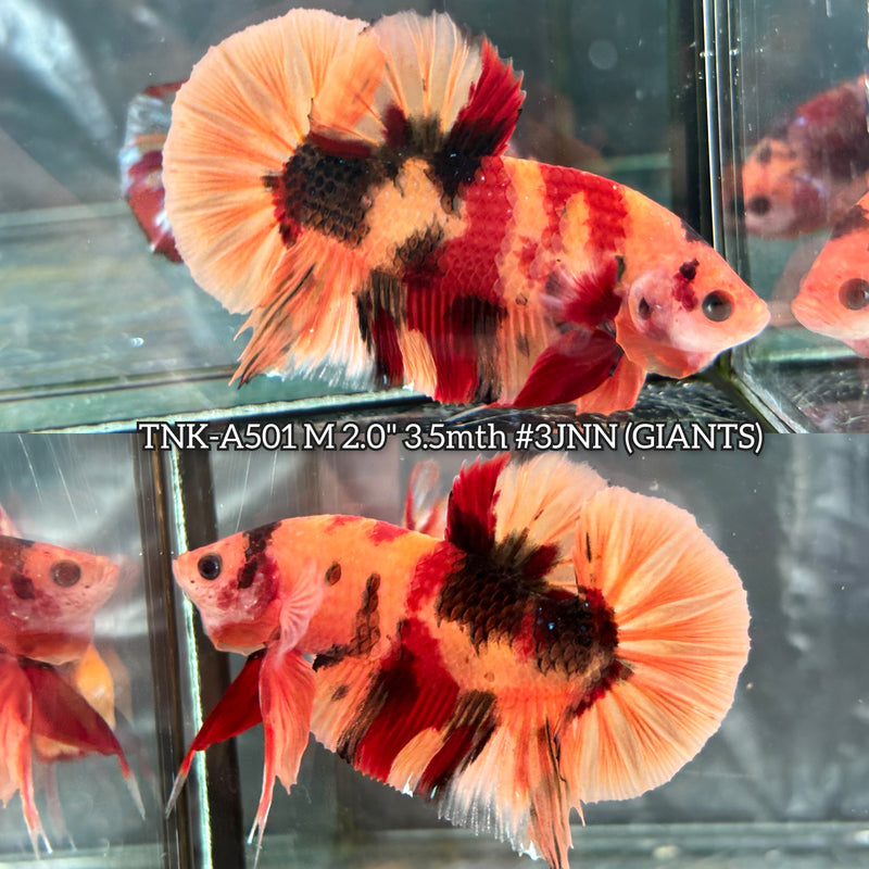 Live Male Betta Classic Nemo Giants Plakat (TNK-A501) High quality what you see what you get!!