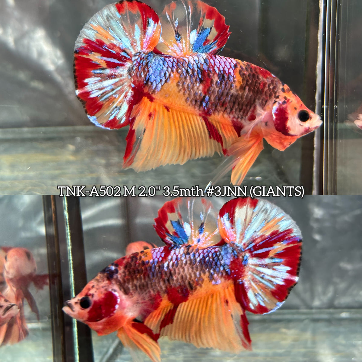 Live Male Betta Galaxy Nemo Giants Plakat (TNK-A502)S352✔️ High quality what you see what you get!!