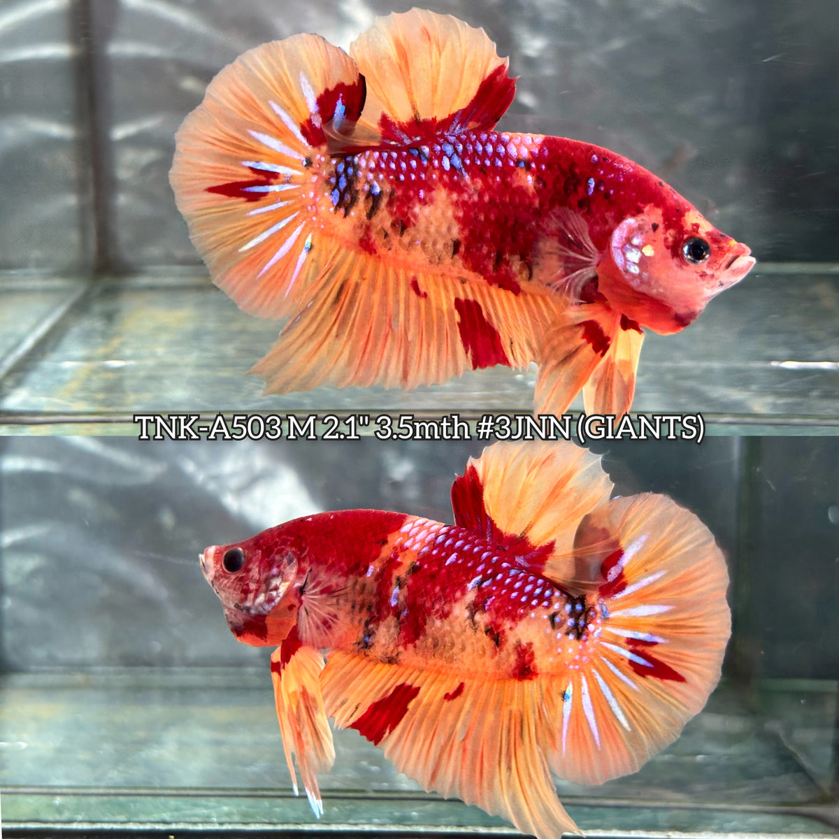 Live Male Betta Nemo Metallic Giants Plakat (TNK-A503)S360✔️ High quality what you see what you get!!