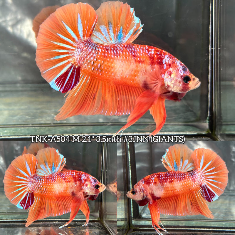 Live Male Betta Orange Galaxy Nemo Giants Plakat (TNK-A504) High quality what you see what you get!!