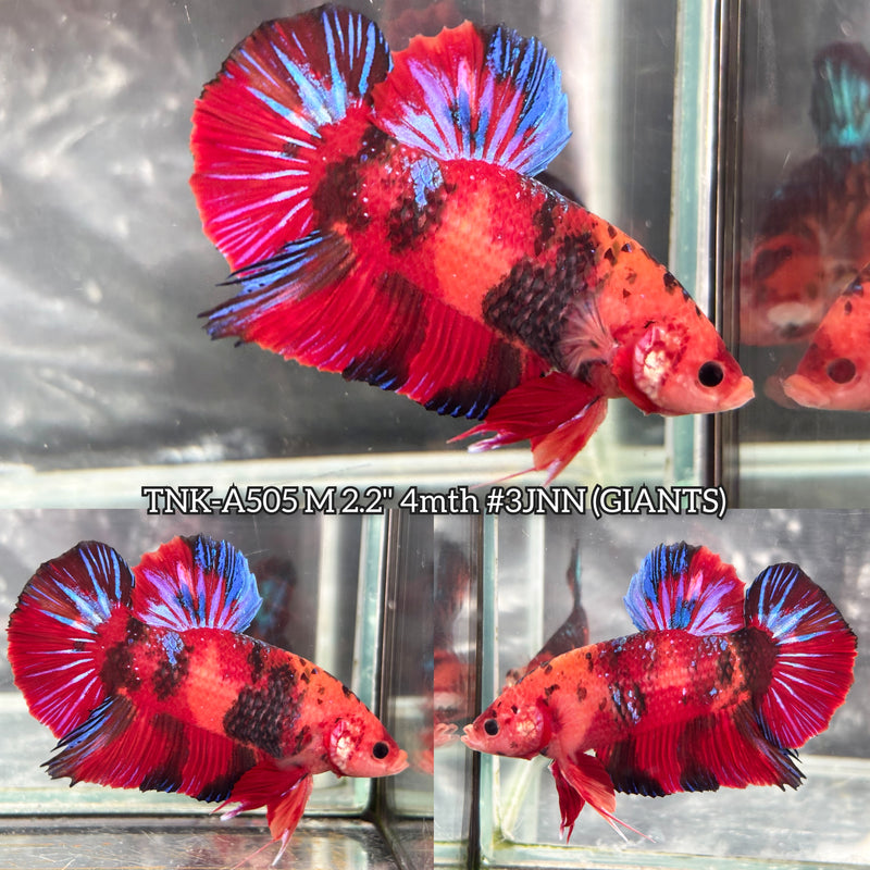 Live Male Betta Red Galaxy Koi Giants Plakat (TNK-A505) High quality what you see what you get!!
