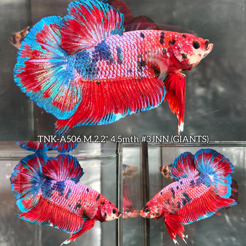 Live Male Betta Fancy Red Koi Giants Plakat (TNK-A506) High quality what you see what you get!!