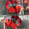 Live Male Betta Galaxy Nemo Giants Plakat (TNK-A507)S056✔️ High quality what you see what you get!!