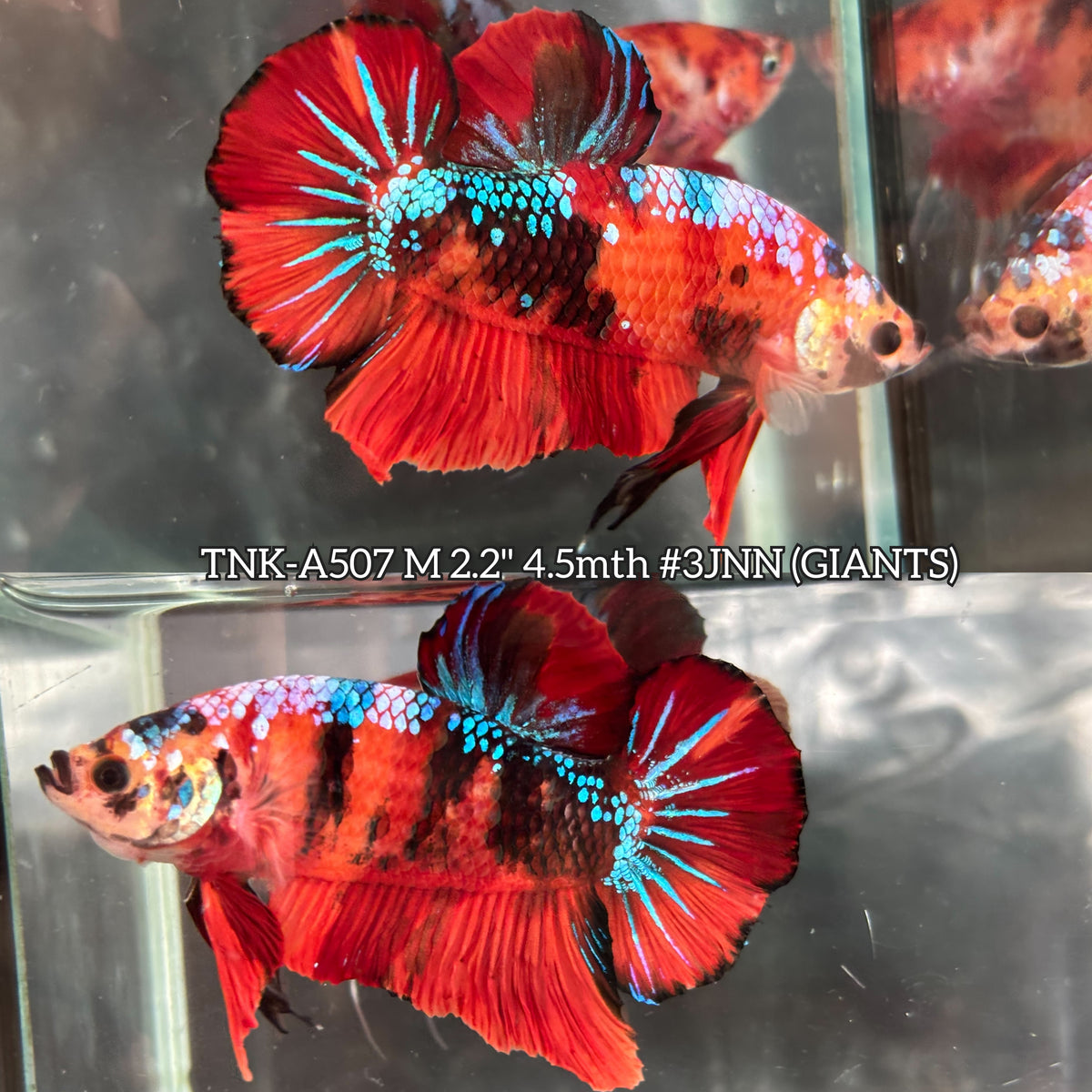Live Male Betta Galaxy Nemo Giants Plakat (TNK-A507)S056✔️ High quality what you see what you get!!