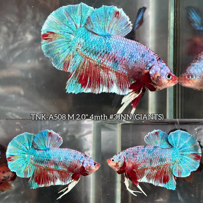 Live Male Betta Fancy Marble Giants Plakat (TNK-A508) High quality what you see what you get!!