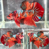 Live Male Betta Galaxy Nemo Giants Plakat (TNK-A509) High quality what you see what you get!!