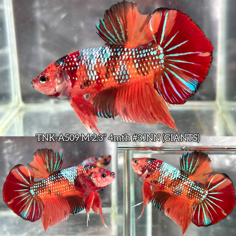 Live Male Betta Galaxy Nemo Giants Plakat (TNK-A509) High quality what you see what you get!!