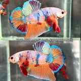 Live Male Betta Candy Sweet colors Giants Plakat (TNK-A510) High quality what you see what you get!!