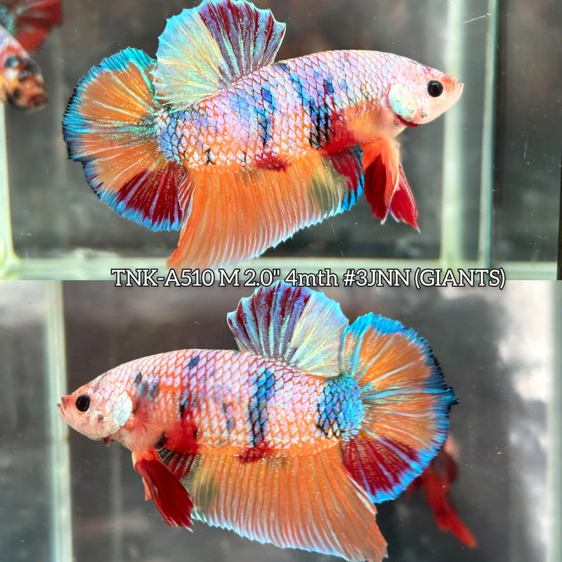 Live Male Betta Candy Sweet colors Giants Plakat (TNK-A510) High quality what you see what you get!!