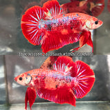 Live Male Betta Red Metallic Koi Giants Plakat (TNK-A511) High quality what you see what you get!!
