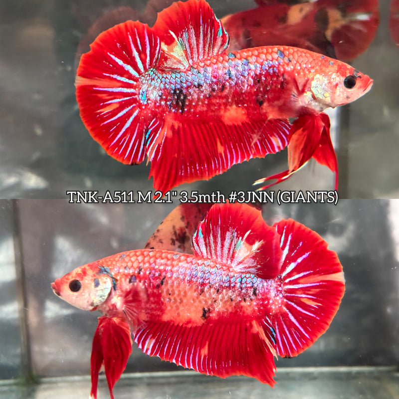 Live Male Betta Red Metallic Koi Giants Plakat (TNK-A511) High quality what you see what you get!!