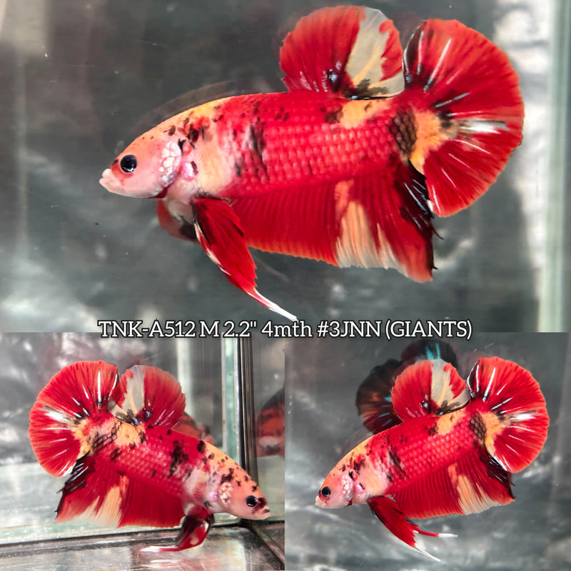 Live Male Betta Classic Red Koi Giants Plakat (TNK-A512) High quality what you see what you get!!