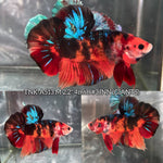 Live Male Betta Galaxy Black Nemo Giants Plakat (TNK-A513)S125✔️ High quality what you see what you get!!