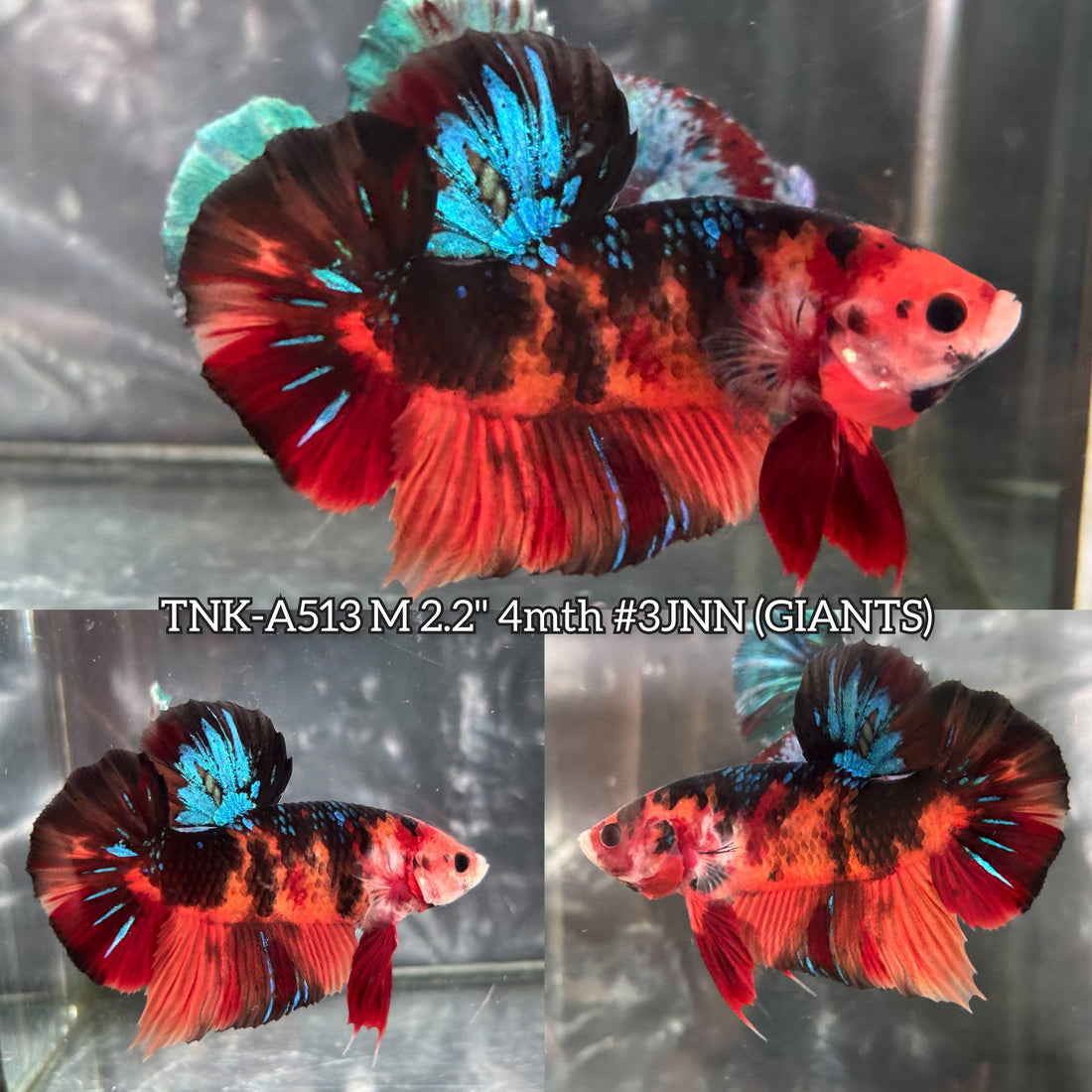 Live Male Betta Galaxy Black Nemo Giants Plakat (TNK-A513)S125✔️ High quality what you see what you get!!