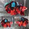 Live Male Betta Galaxy Black Nemo Giants Plakat (TNK-A513)S125✔️ High quality what you see what you get!!
