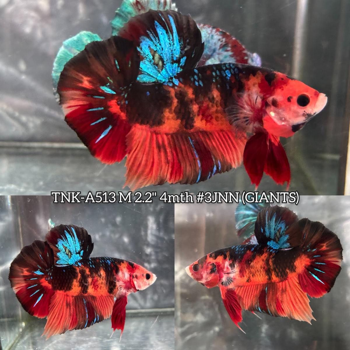 Live Male Betta Galaxy Black Nemo Giants Plakat (TNK-A513)S125✔️ High quality what you see what you get!!
