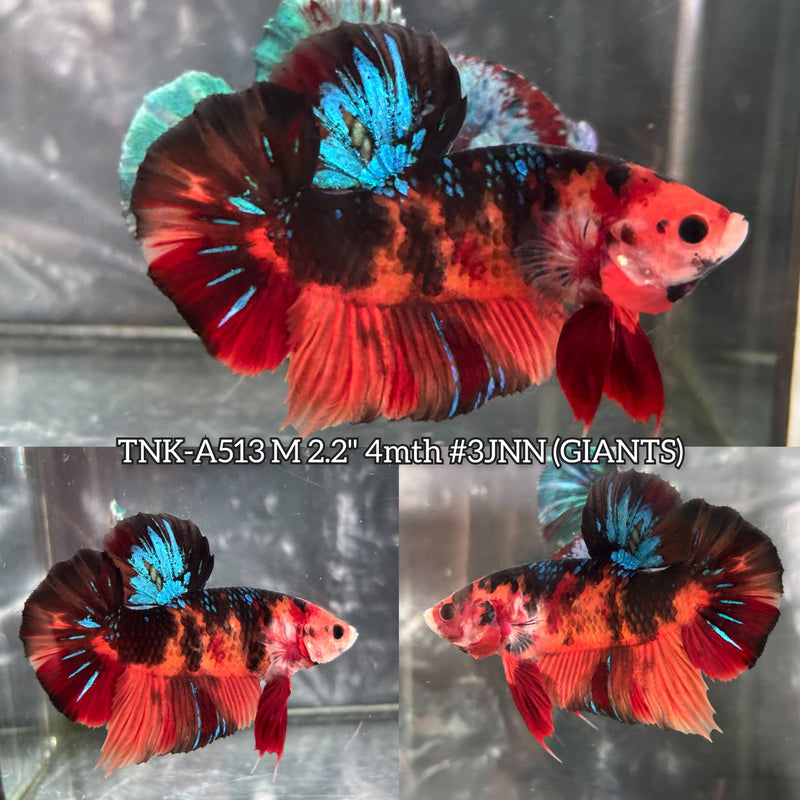 Live Male Betta Galaxy Black Nemo Giants Plakat (TNK-A513) High quality what you see what you get!!