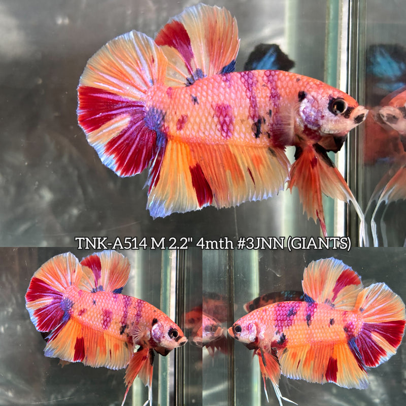 Live Male Betta Candy Metallic Sweet colors Giants Plakat (TNK-A514) High quality what you see what you get!!
