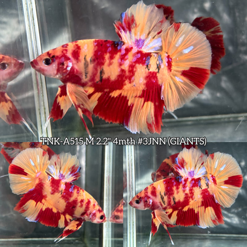 Live Male Betta Red Yellow Nemo Leopard Giants Plakat (TNK-A515) High quality what you see what you get!!
