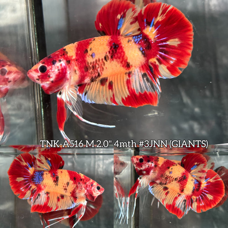 Live Male Betta Red Yellow Galaxy Nemo Duo Colors Giants Plakat (TNK-A516) High quality what you see what you get!!
