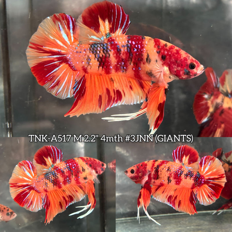 Live Male Betta Orange Red Galaxy Nemo Fire Giants Plakat (TNK-A517) High quality what you see what you get!!