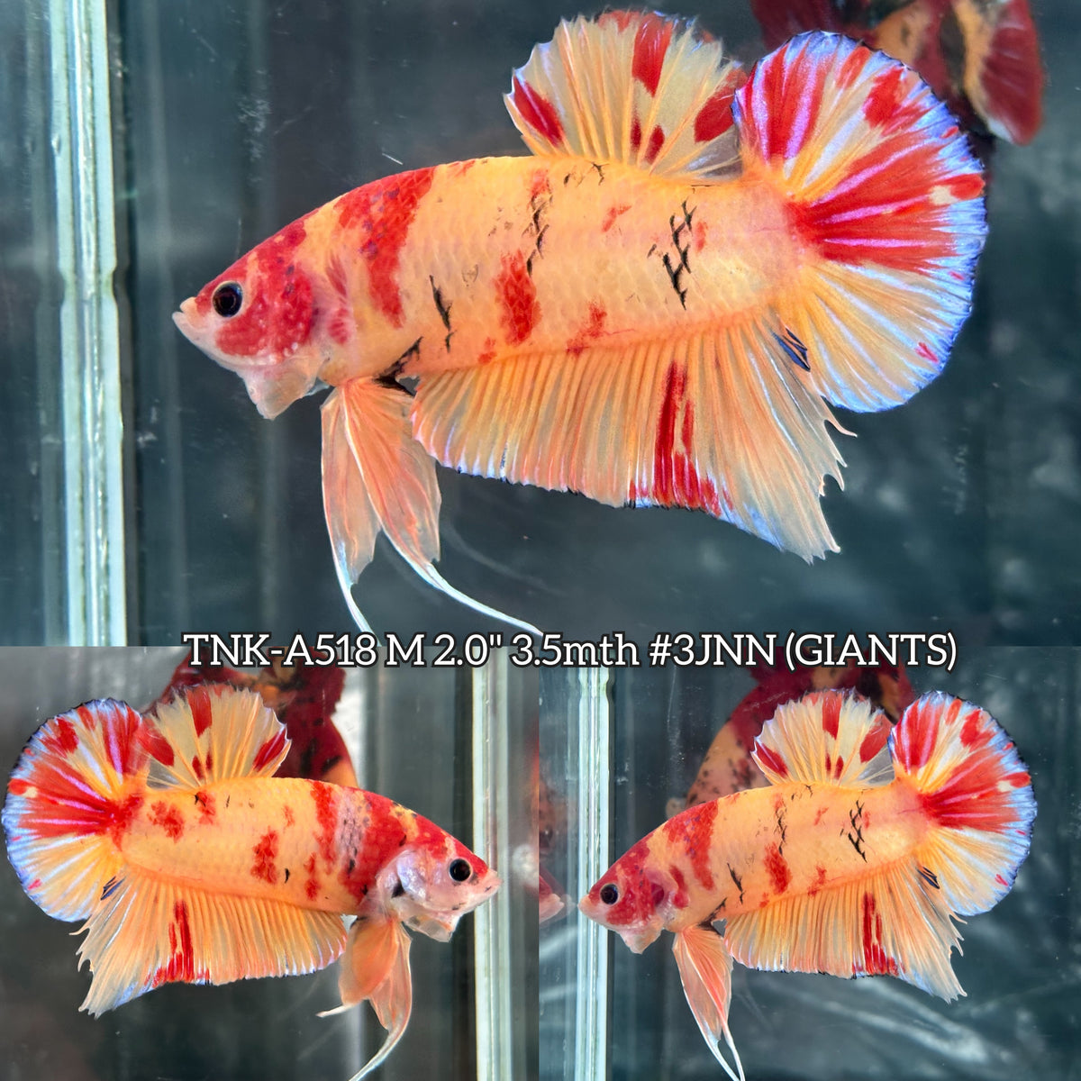 Live Male Betta Red Yellow Nemo Duo Colors Giants Plakat (TNK-A518)S132✔️ High quality what you see what you get!!