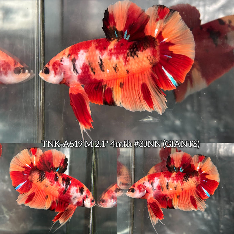 Live Male Betta Orange Classic Nemo Giants Plakat (TNK-A519) High quality what you see what you get!!
