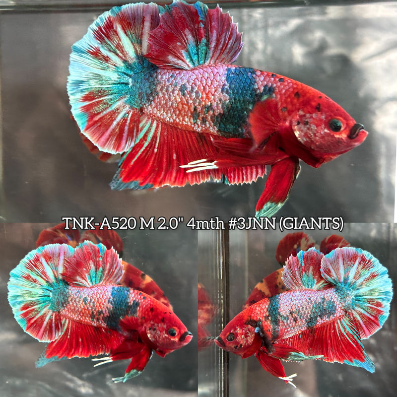Live Male Betta Fancy Red Koi Giants Plakat (TNK-A520) High quality what you see what you get!!