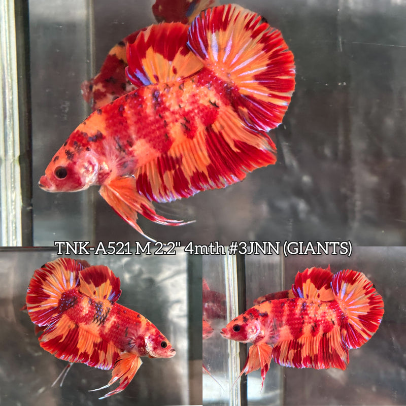 Live Male Betta Orange Red Nemo Fire Giants Plakat (TNK-A521) High quality what you see what you get!!