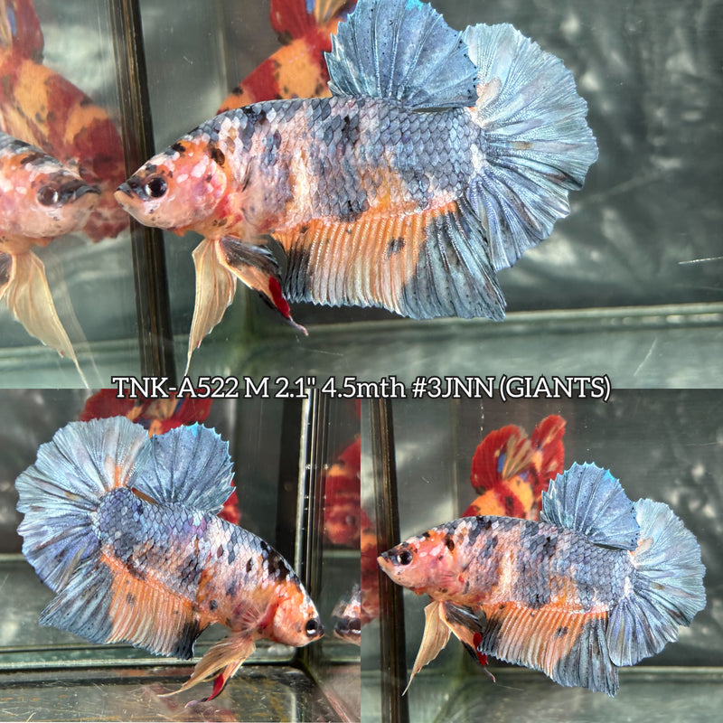 Live Male Betta Yellow Steelblue Galaxy Koi Giants Plakat (TNK-A522) High quality what you see what you get!!