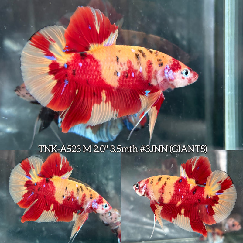 Live Male Betta Red Yellow Nemo Duo Colors Giants Plakat (TNK-A523) High quality what you see what you get!!