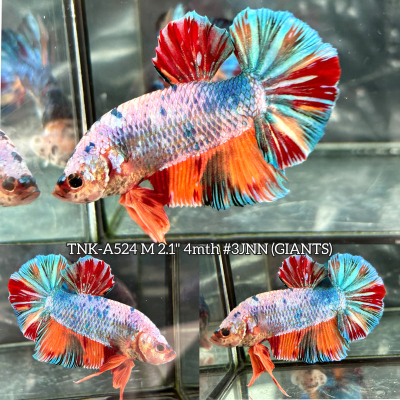 Live Male Betta Candy Marble Mixed colors Giants Plakat (TNK-A524) High quality what you see what you get!!