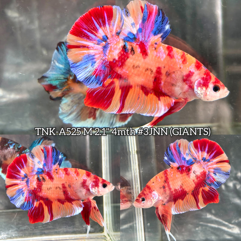 Live Male Betta Candy Multicolors Giants Plakat (TNK-A525) High quality what you see what you get!!