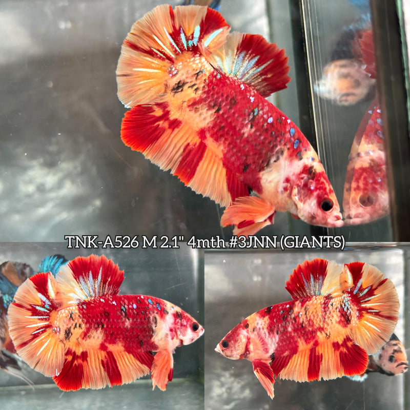 Live Male Betta Galaxy Nemo Giants Plakat (TNK-A526) High quality what you see what you get!!