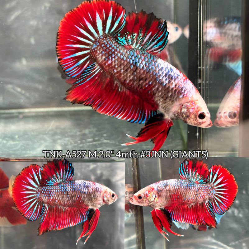 Live Male Betta Fancy Red Koi Giants Plakat (TNK-A527) High quality what you see what you get!!