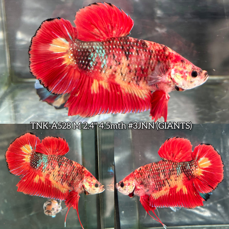 Live Male Betta Red Galaxy Koi Giants Plakat (TNK-A528) High quality what you see what you get!!